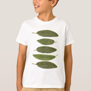 ビバーナム葉安和 Tシャツ