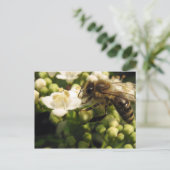 ビバーヌム ポストカード (スタンド正面)