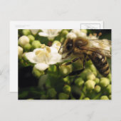 ビバーヌム ポストカード (正面/裏面)