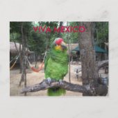 ビバ メキシコ ポストカード (正面)