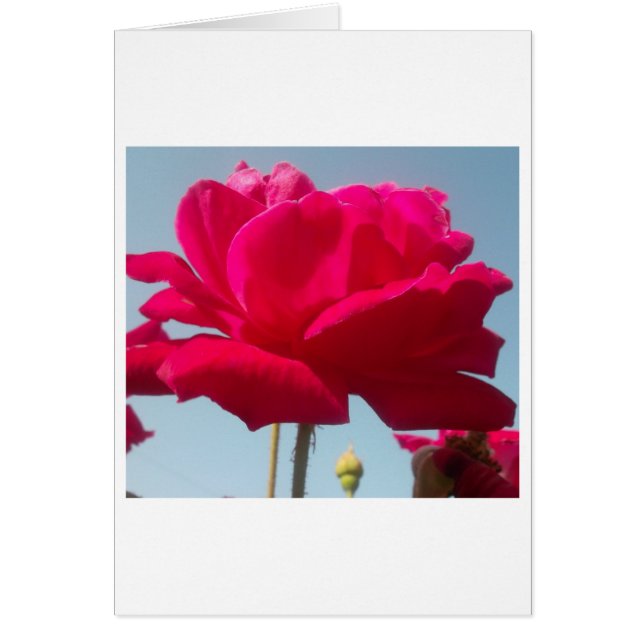 ビューティフルアメージングハクナマタタバラフォーザブライド (正面)