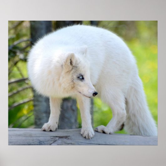 ビューティフルアルティックキツネ ポスター (正面)