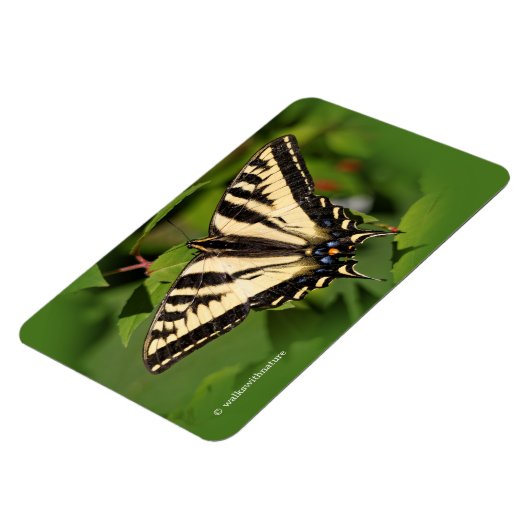 ビューティフルウェスタンタイガーアゲハチョウバタフライ マグネット (左側)