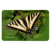 ビューティフルウェスタンタイガーアゲハチョウバタフライ マグネット (横)