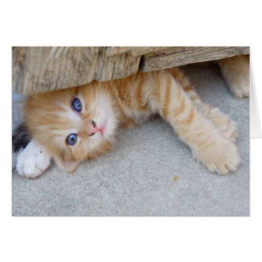 ビューティフルオレンジ虎猫キッテン (正面横)