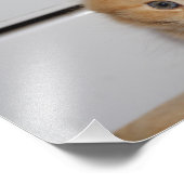 ビューティフルオレンジ虎猫キッテン フォトプリント            (角)