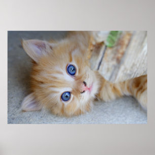 ビューティフルオレンジ虎猫キッテン ポスター