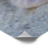 ビューティフルオレンジ虎猫キッテン ポスター (角)