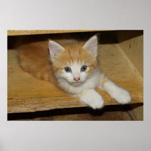 ビューティフルオレンジ虎猫キッテン ポスター