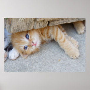 ビューティフルオレンジ虎猫キッテン ポスター