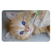 ビューティフルオレンジ虎猫キッテン マグネット (横)