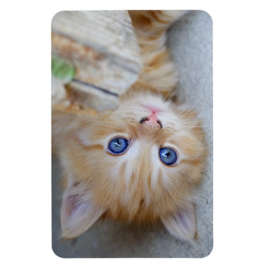 ビューティフルオレンジ虎猫キッテン マグネット (縦)