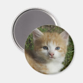 ビューティフルオレンジ虎猫キッテン マグネット (正面/裏面)