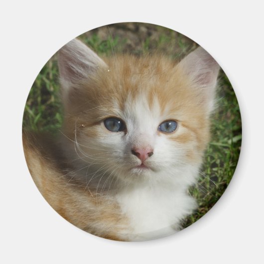 ビューティフルオレンジ虎猫キッテン マグネット (正面)