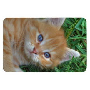 ビューティフルオレンジ虎猫キッテン マグネット