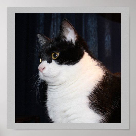ビューティフルキャットプリント ポスター (正面)
