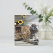 ビューティフルグレーアフガンハウンドッグ ポストカード (スタンド正面)