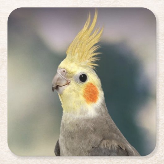 ビューティフルコッカティエルコースターセット スクエアペーパーコースター (正面)