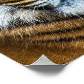 ビューティフルタイガー顔 ポスター (角)