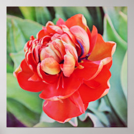 ビューティフルダブルチューリップフォトアートプリント ポスター