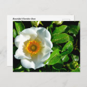 ビューティフルチェロキーバラ ポストカード (正面/裏面)
