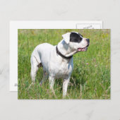 ビューティフルドゴアルゼンチン ポストカード (正面/裏面)