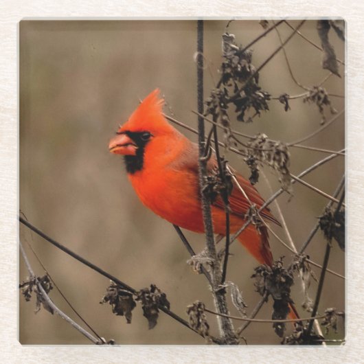 ビューティフルノーザン（鳥）ショウジョウコウカンチョウ ガラスコースター (正面)