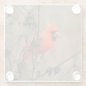 ビューティフルノーザン（鳥）ショウジョウコウカンチョウ ガラスコースター (裏面)