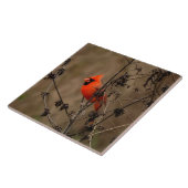 ビューティフルノーザン（鳥）ショウジョウコウカンチョウ タイル (側面)