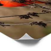 ビューティフルノーザン（鳥）ショウジョウコウカンチョウ ポスター (角)