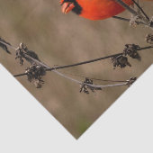 ビューティフルノーザン（鳥）ショウジョウコウカンチョウ 薄葉紙 (詳細)