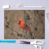 ビューティフルノーザン（鳥）ショウジョウコウカンチョウ 薄葉紙 (クラフト)