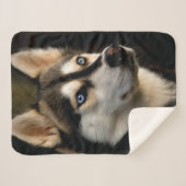 ビューティフルハスキー装飾用クッション シェルパブランケット (正面(横))