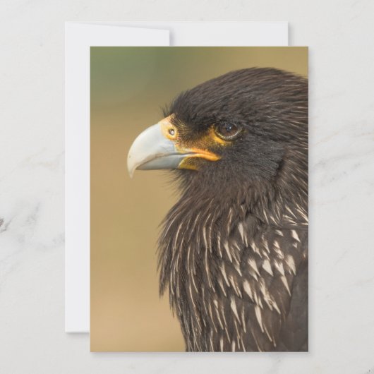 ビューティフルバードオブプレイ招待状 招待状 (正面)