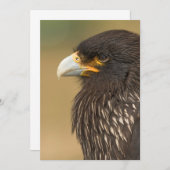 ビューティフルバードオブプレイ招待状 招待状 (正面/裏面)