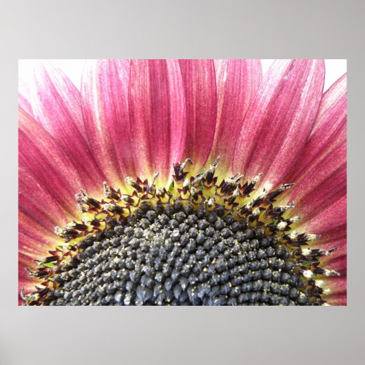 ビューティフルピンクヒマワリプリント ポスター (正面)