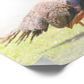 ビューティフルピーコックバード歩く ポスター (角)