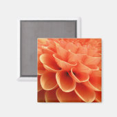 ビューティフルピーチカラーダリアフラワー花びら マグネット (正面/裏面)