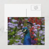 ビューティフルピーフクロウポートレート ポストカード (正面/裏面)