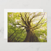 ビューティフルブナ ポストカード (正面/裏面)