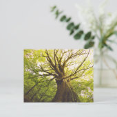 ビューティフルブナ ポストカード (スタンド正面)