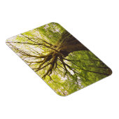 ビューティフルブナ マグネット (右側)