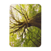 ビューティフルブナ マグネット (縦)