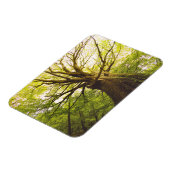 ビューティフルブナ マグネット (左側)