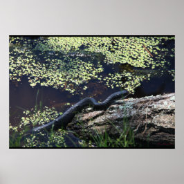 ビューティフルブラックスネークプリント ポスター