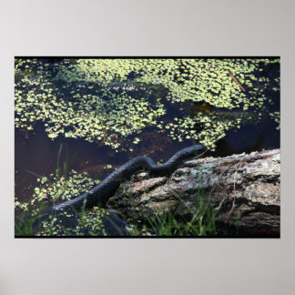 ビューティフルブラックスネークプリント ポスター