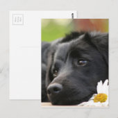 ビューティフルブラックドッグとデイジーデザイン ポストカード (正面/裏面)