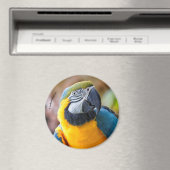 ビューティフルブルーと金ゴールドマコー マグネット (インサイチュ (食洗機))