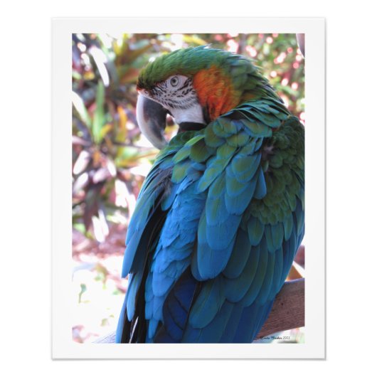 ビューティフルブルーパロットフォトプリント フォトプリント (正面)