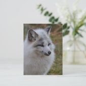 ビューティフルホワイトスウィフトキツネ ポストカード (スタンド正面)